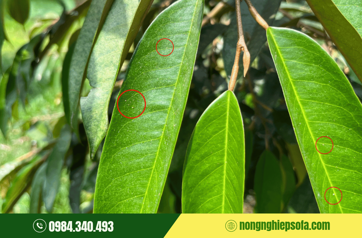 Phòng Trừ Nhện Đỏ Hại Sầu Riêng 2 nhen-do-hai-sau-rieng-dau-hieu